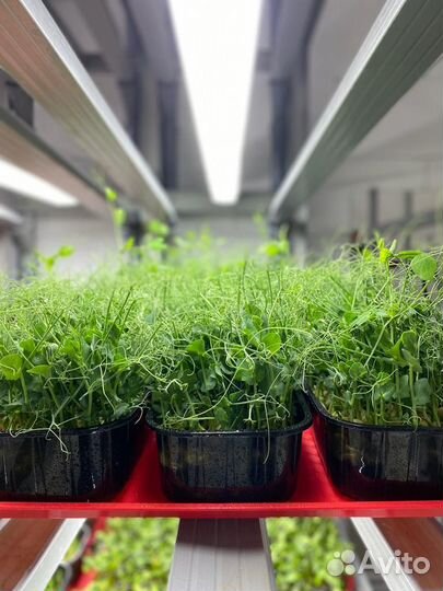 Микрозелень