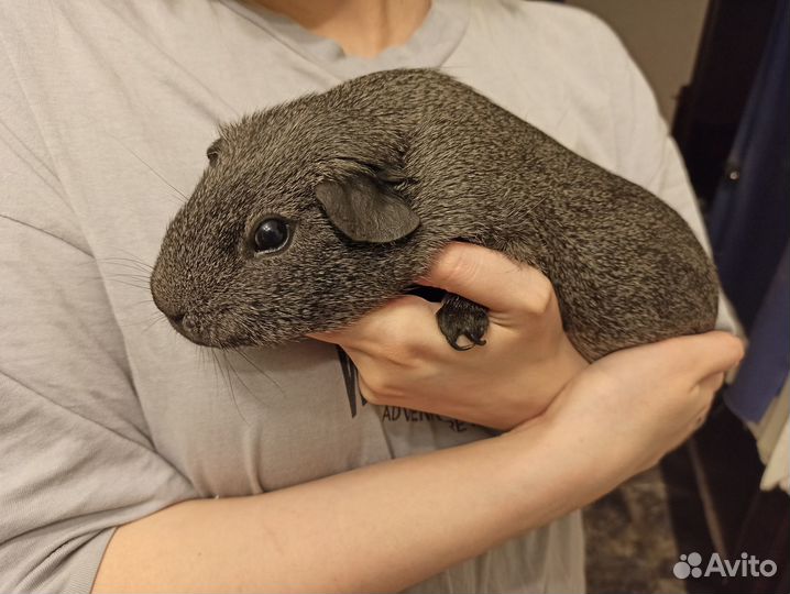 Морские свинки с просторной клеткой