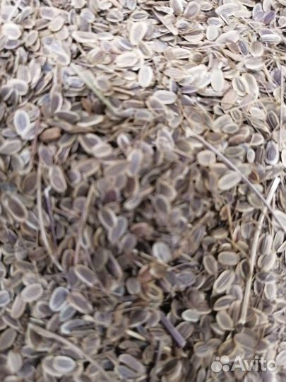 Семена укропа