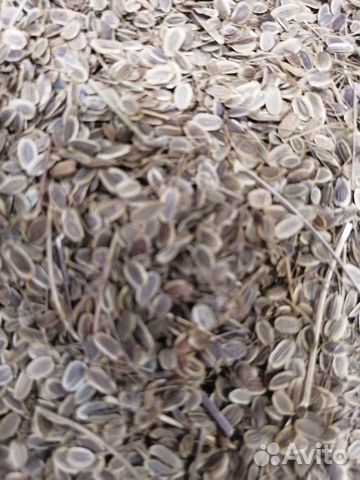 Семена укропа