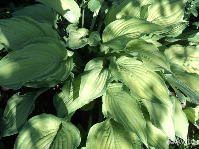 Хоста, 4 вида