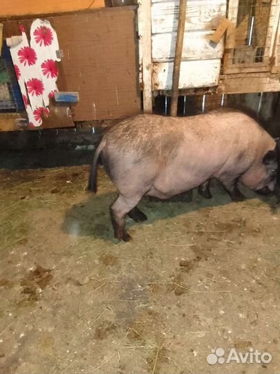 Вьетнамск вислобрюхий хряк