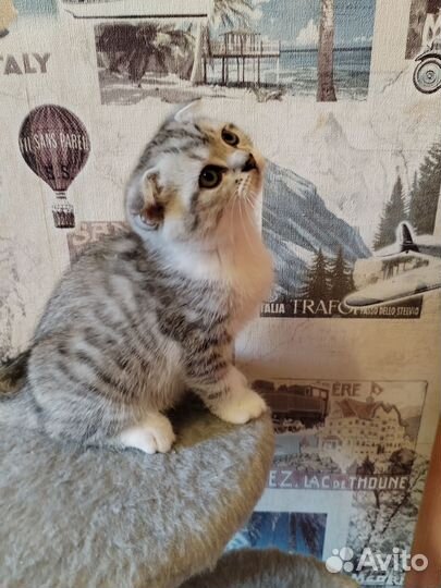 Шотландский котик