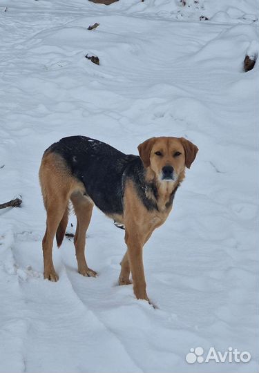 Гончая ищем новых хозяев