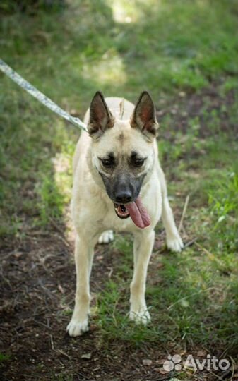 Молодая собака Ириска в поисках дома