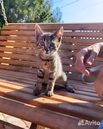 Котята отдам бесплатно