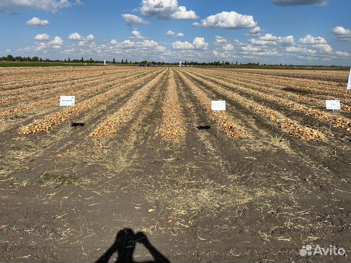 Семена лука репчатого Стурон