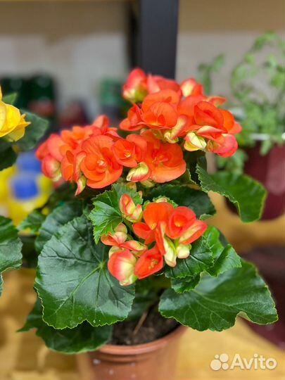 Комнатные растения:Бегония