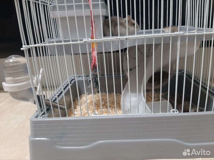 Клетка для грызунов, джунгарики