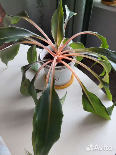 Хлорофитум грин оранж