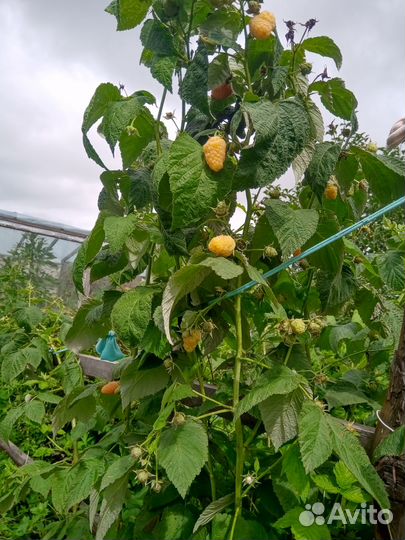 Саженцы малины элитных сортов