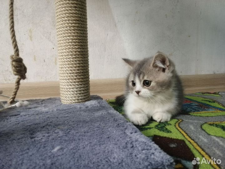 Шотландское чудо