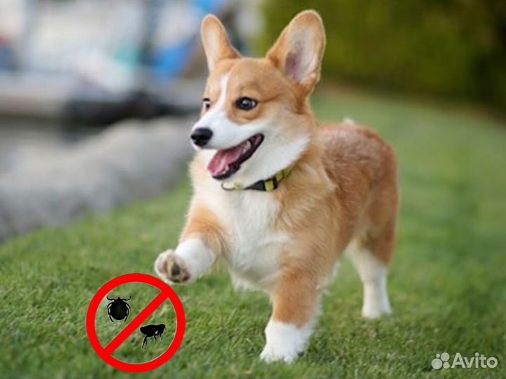 Консультация по обработке собак от клещей