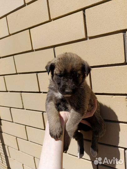 Стаффорд и немка