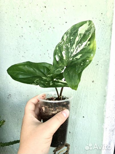 Сингониумы