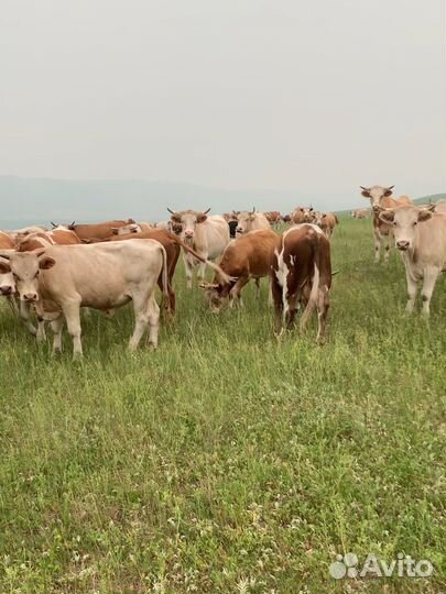 Продажа бычков