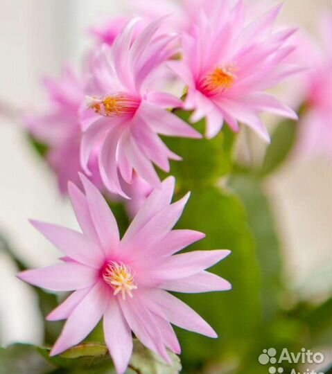 Редкие сорта Рипсалидопсис (пасхальник)