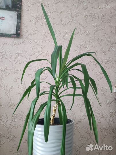 Пальма юкка 60 см