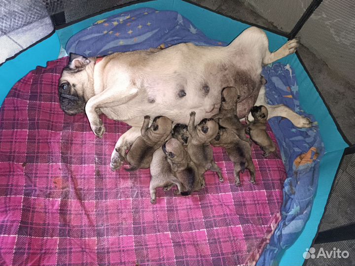 Щенки мопса