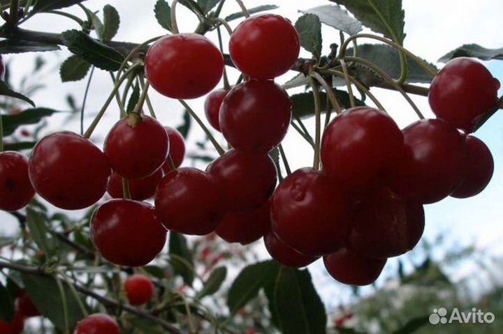 Саженцы Вишни для Кемерово зкс