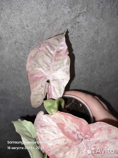 Сингониум Pink spot marble double var