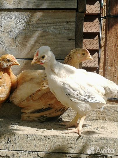 Домашняя птица, Я Й Ц О куриное