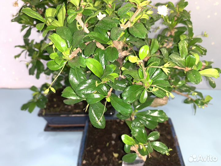 Бонсай Кармона 20/30см