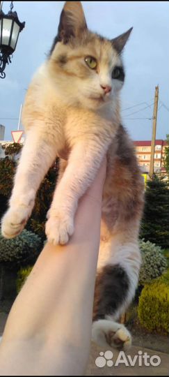 Обнаружена киса -подросток /стерилизована.Плачет