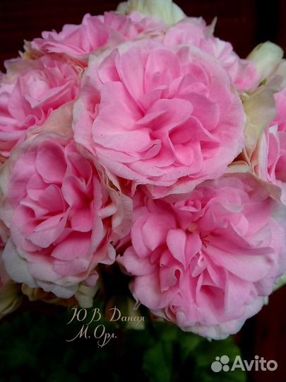 Герань пеларгония