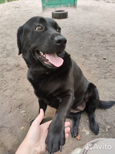 Зооняня. Выгул собак. Кинолог