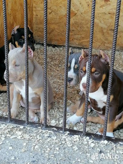 Американский булли xl, стандарт, покет