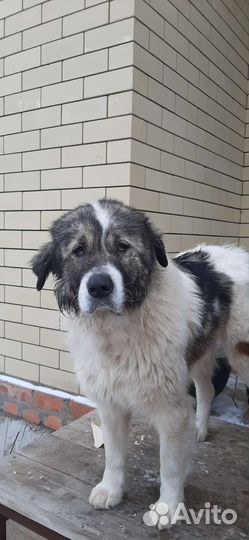 Московская сторожевая