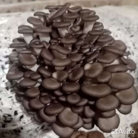 Готовые блоки Вешенки