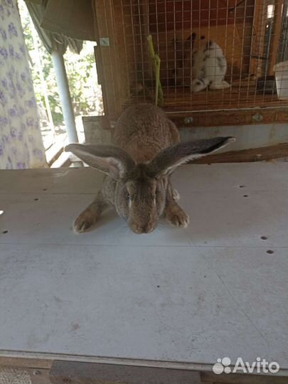 Кролик. Фландеры