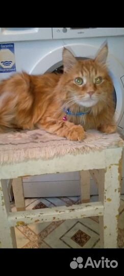 Рыжий кастрированный кот