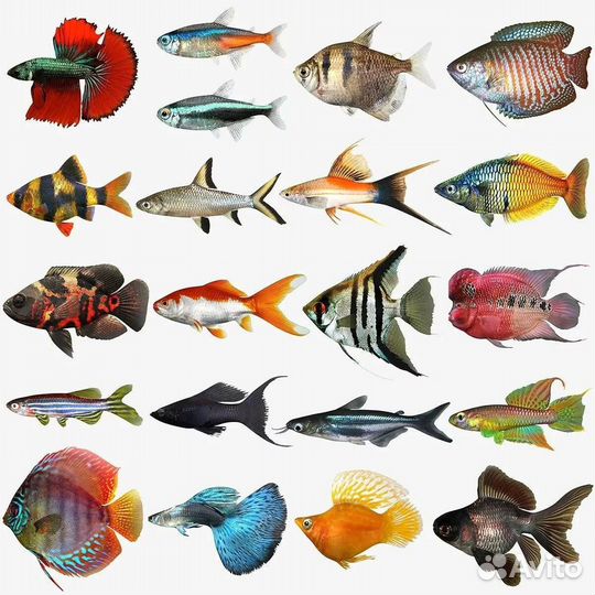 Любые аквариуные рыбки на заказ