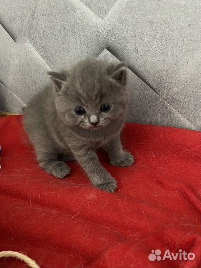 Британская