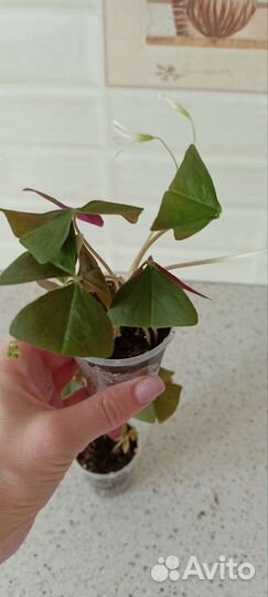 Кислица оксалис