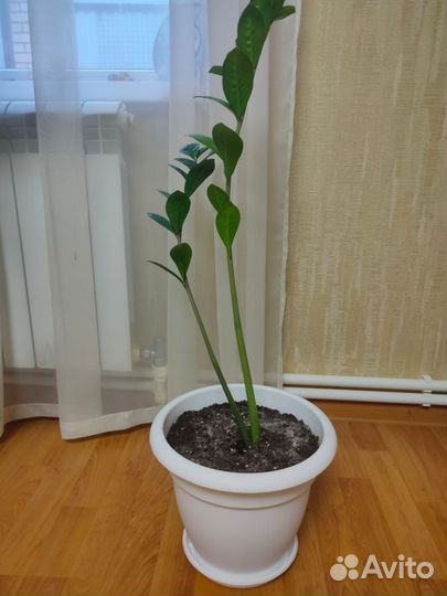 Замиокулькас