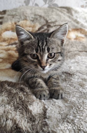 Полосатая Лапочка девочка