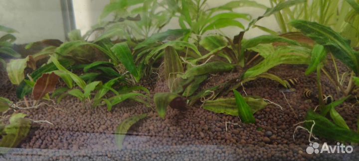 Отростки криптокарины