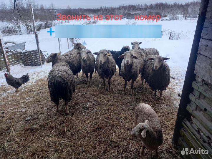 Овцы суффолк