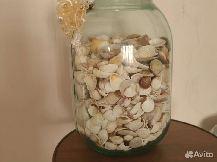 Морские ракушки раковины