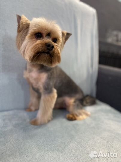 Стрижка кошек и собак/груминг/уход