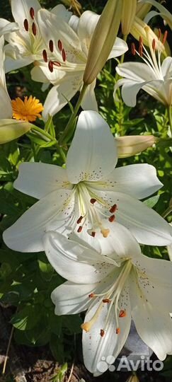 Лилии луковицы