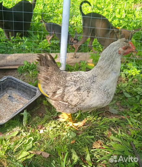Петушки молодые 4 месяца