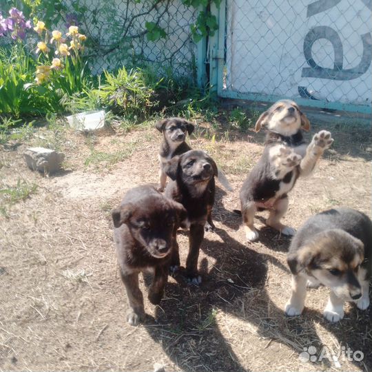 Собака в добрые руки отдам бесплатно