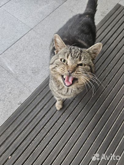 Котика в дар мальчика