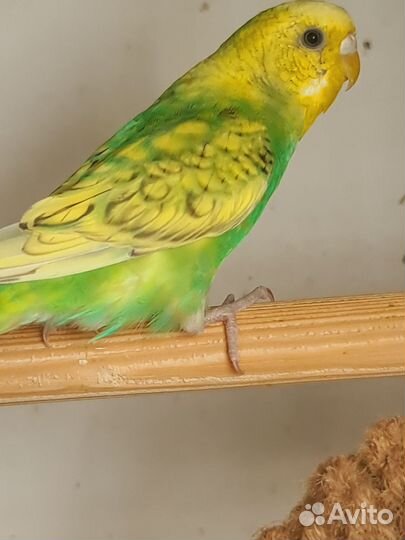 Волнистый попугай