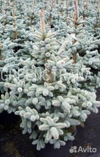 Саженцы Ель голубая Oldenburg